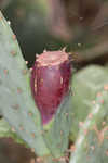 Cactus apple 